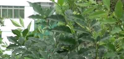 光蠟樹圖片