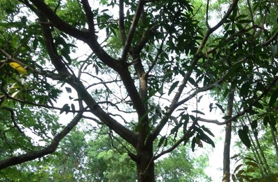 芒果樹圖片