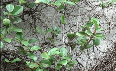 薜荔