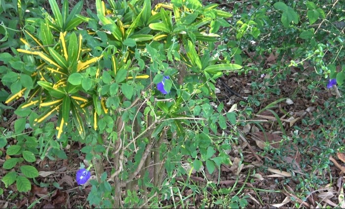 蝶豆花