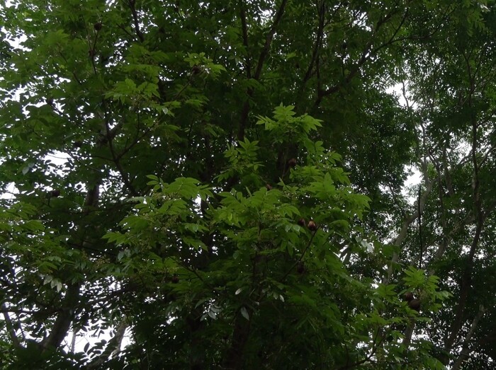 大葉桃花心木圖片