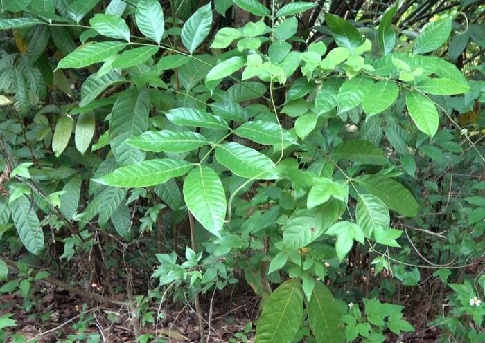 大葉桃花心木圖片