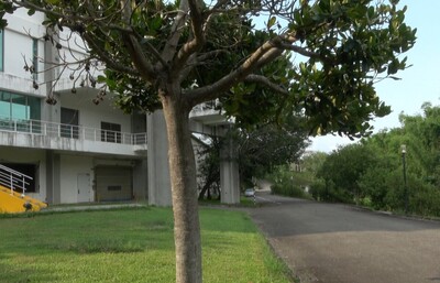 大葉山欖圖片