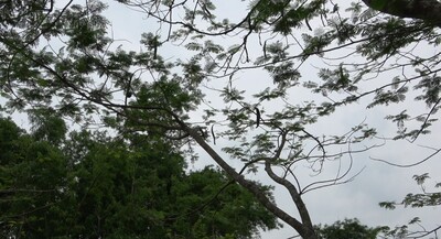 鳳凰木圖片