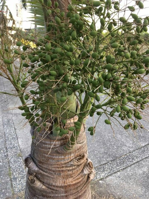圖片說明