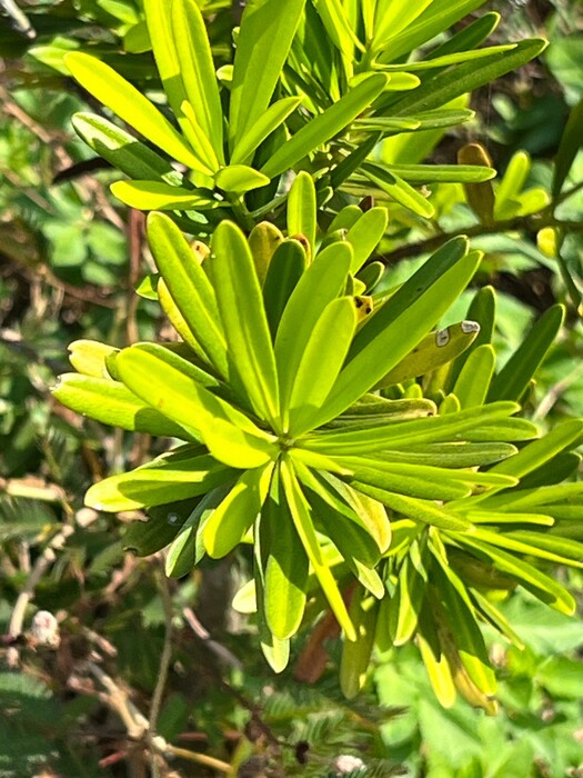 蘭嶼羅漢松圖片