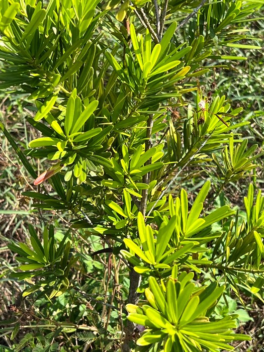 蘭嶼羅漢松圖片