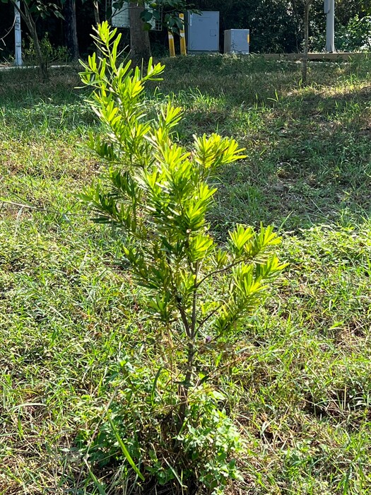 蘭嶼羅漢松圖片