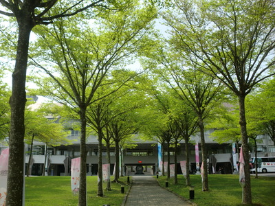 小葉欖仁圖片