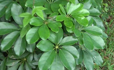 鵝掌藤圖片